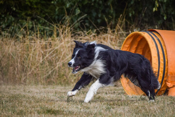 Dog is jumping over the hurdles.  Amazing day on czech agility privat training