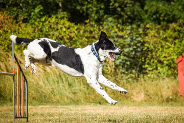 Dog is jumping over the hurdles.  Amazing day on czech agility privat training