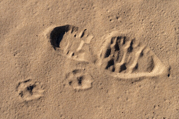 Footsteps of a dog and a man at the beach.