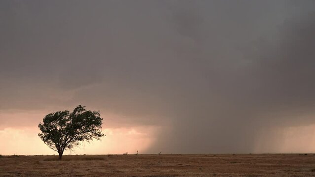 Single tree blowing in the wind as rain storm moves in the background across the landscape in West Texas.