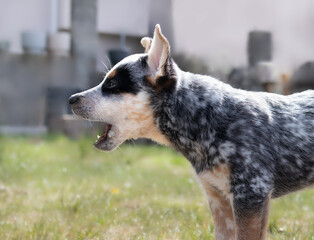 Puppy barking at something while standing in backyard. Black and white puppy with mouth open. Dog  barking at neighbors, kids or animals. Blue heeler puppy or Australian cattle dog. Selective focus.