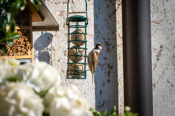 Sparrow eats while hanging from a feeding station that contains three fat balls