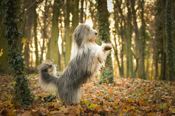 Bearded collie is begging in the forest. It is autumn portret.