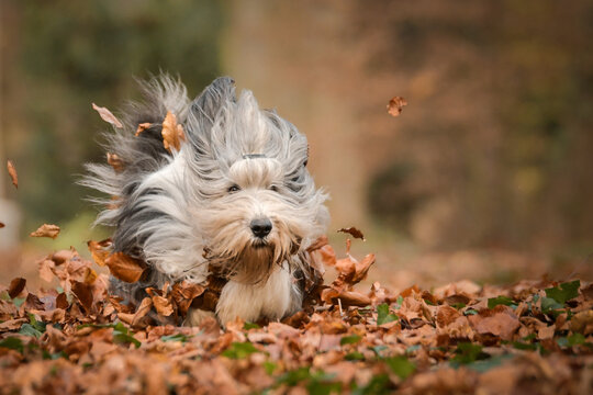 Bearded collie is running in the leaves in forest. It is autumn portret.