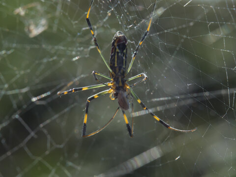 黄色と黒のストライプ柄の女郎蜘蛛
