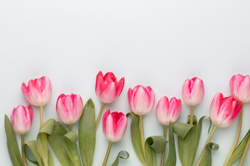 Pink tulip flowers on pastel background.