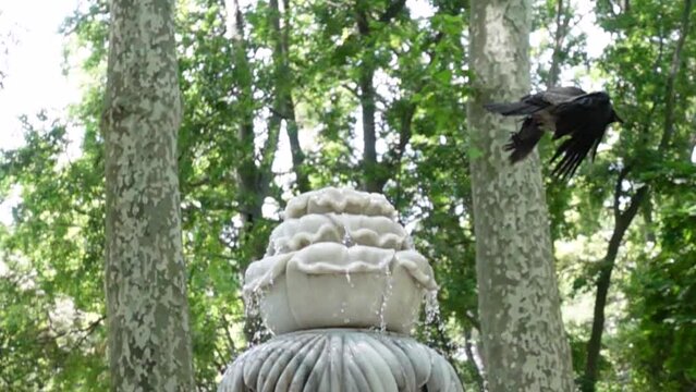 Slow Motion Raven (or Crow)