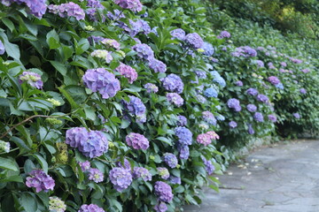 群生するカラフルな紫陽花