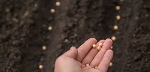 Sow the seeds in the garden into the soil. Selective focus.