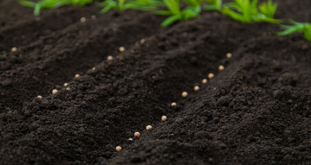 Sow the seeds in the garden into the soil. Selective focus.