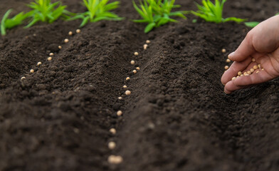 Sow the seeds in the garden into the soil. Selective focus.