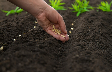 Sow the seeds in the garden into the soil. Selective focus.