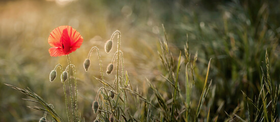 Czerwone kwiaty maku na rozświetlonej promieniami łące. Naturalne tło w nieostrości zielona łąka. Bokeh. Tapeta, obraz..
