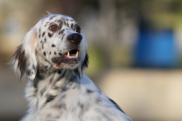 Portrait of an english setter sitted on the park. Beautiful black and white dog happy 