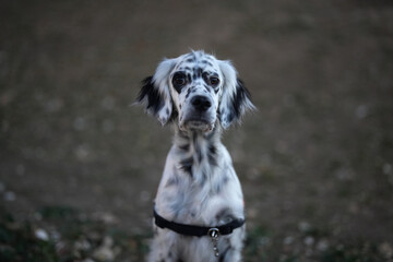 Portrait of english setter dog sitted ready to receive an order. Beautiful hunting dog