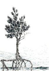 Pine tree with fantasy roots. Charcoal and tinted charcoal on paper.