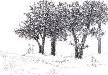Landscape with pine trees. Ink on paper.