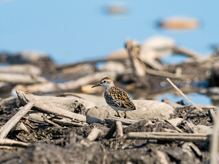 ヒバリシギ幼鳥(Long-toed Stint)