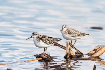 2羽のキリアイ(Broad-billed Sandpiper)