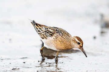 ウズラシギ幼鳥