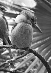 Fototapeta premium Laughing Hans in black and white. on a branch. Australian bird