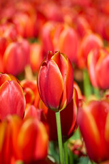 Red tulips