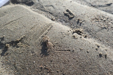 sand crabs on the beach under the sun design for natural concept