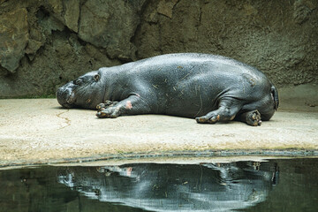 Lying hippo with reflection in the water. The mammal sleeps. small hippo