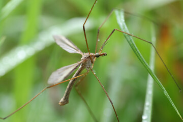 Crane fly is a common name referring to any member of the insect family Tipulidae