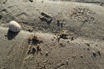 sand crabs on the beach under the sun design for natural concept