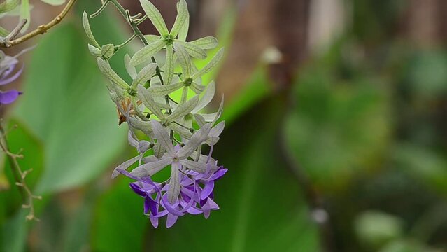 Phuang Khram flower