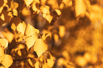 autumn birch branches on a blurred autumn background
