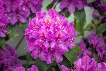 pink flowers in the garden