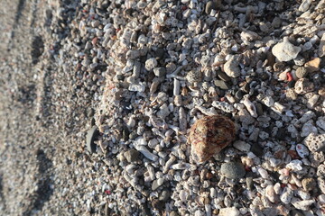 hermit crab are growing on the rock design for fantasy world concept