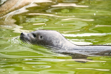 Seal swimming in the water. Close up of the mammal. Endangered species in Germany