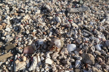 hermit crab are growing on the rock design for fantasy world concept