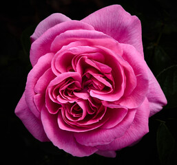 UK - Spring Flowers - Rose Gertrude Jekyll