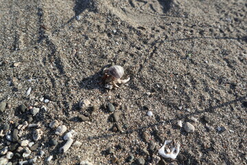 hermit crab are growing on the rock design for fantasy world concept