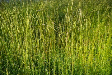 Hohes grünes Gras bei Sonne am Morgen im Frühling 