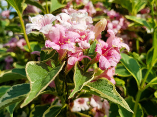 Obraz premium old fashioned weigela (in german Liebliche Weigelie) Weigela florida