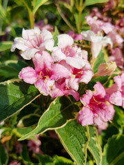old fashioned weigela (in german Liebliche Weigelie)  Weigela florida