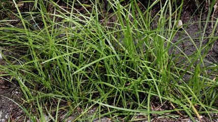 Green grass background Sunny summer day.