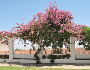 Tree in bloom with pergola