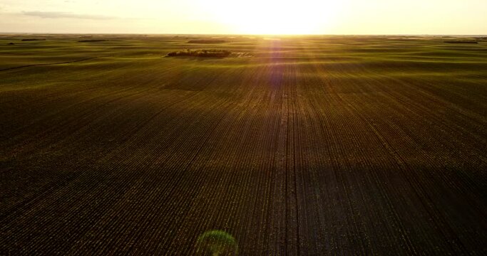 Vast agricultural soybean field at sunrise