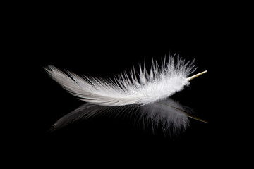 one white feather isolated on black background