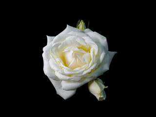 White rose on a black background with buds