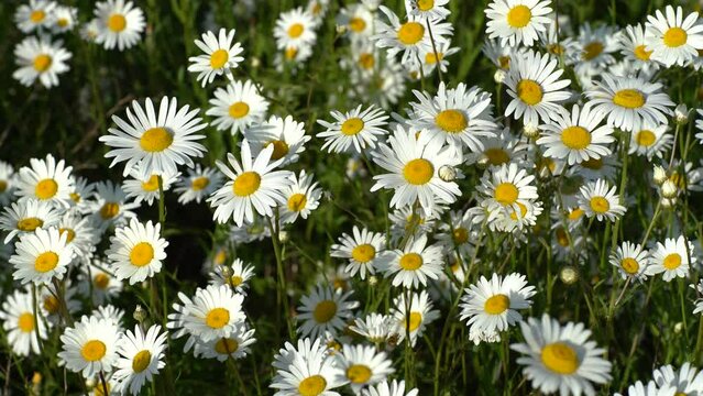 A field of white daisies in the wind sways close-up. Concept: nature, flowers, spring, biology, fauna, environment, ecosystem