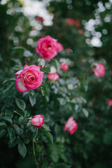 Beautiful blooming roses in spring green garden.
