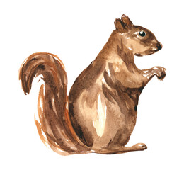 Squirrel. Hand painted watercolor clipart for design isolated on white.