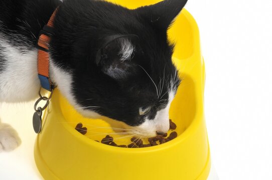 Chat qui mange des croquettes dans sa gamelle en gros plan